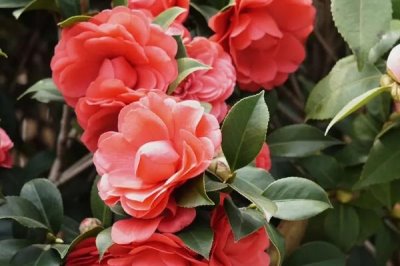 喜陰耐寒的室內(nèi)植物花卉有哪些，常見的有茶花、風(fēng)信子、郁金香等