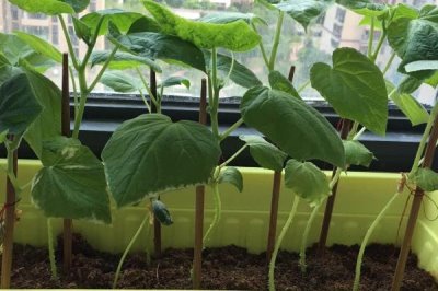 家庭版黃瓜種植技巧，一年四季均可播種