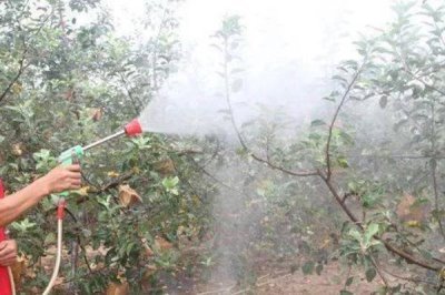 蘋(píng)果高產(chǎn)園怎么施肥用藥，萌芽至開(kāi)花前第一遍用藥