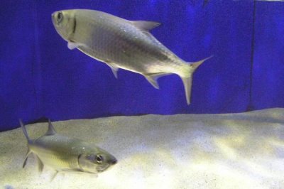 大海鰱是什么，是咸淡水重要養(yǎng)殖魚類之一