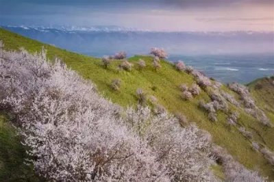 伊犁吐?tīng)柛踊ǖ幕ㄆ跁r(shí)間，在3-4月份開(kāi)花