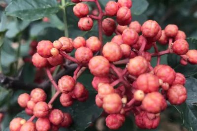 花椒的市場(chǎng)價(jià)格，各地區(qū)的售價(jià)有所區(qū)別