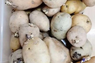 土豆的種植技術(shù)，選擇健康完整且上面有較多芽頭的土豆栽種