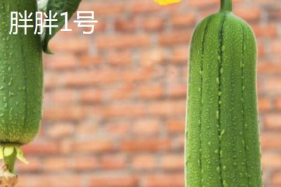 短棒形絲瓜品種有哪些，常見(jiàn)的有胖胖1號(hào)、牛奶2號(hào)、亞華短棒等