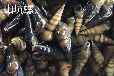 山坑螺的產(chǎn)地，主要集中在南方地區(qū)的小溪里