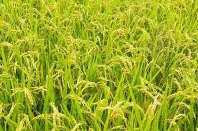 麗粳24號(hào)水稻種子特點(diǎn)，三月下旬播種