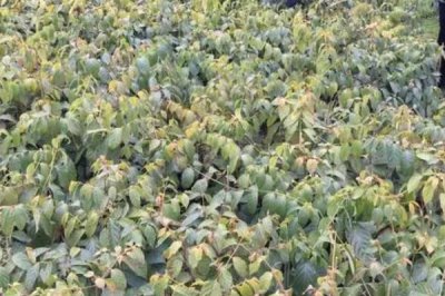 種植鉤藤的效益，利潤可觀但具有一定風(fēng)險(xiǎn)