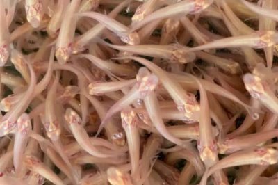 俄羅斯金絲鯇魚苗喂什么飼料，以小麥粉團(tuán)，麥子、玉米為主