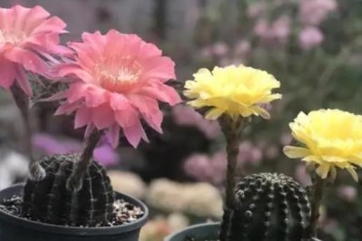 如何才能使仙人球開花，陽光、溫度和水肥都與之有關(guān)