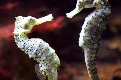海馬寶寶是海馬爸爸生的嗎，是唯一一種由雄性生產(chǎn)的動(dòng)物
