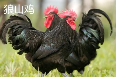 產(chǎn)蛋率高的雞品種,部分也可作為肉雞養(yǎng)殖