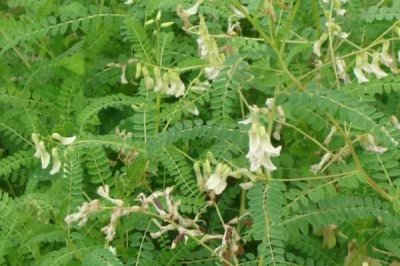 黃芪什么時(shí)候開花，每年6-8月開花