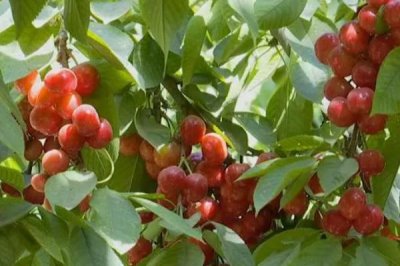 櫻桃的種植條件，喜歡溫暖的環(huán)境
