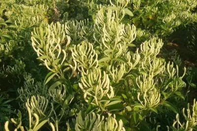 金銀花的種植條件，對土壤要求不嚴