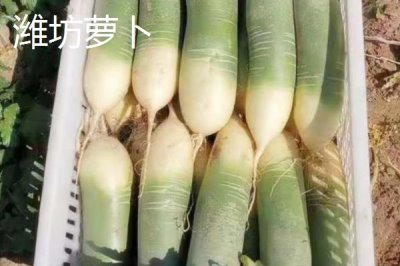 山東濰坊的特產(chǎn)，諸城綠茶是中國國家地理標志產(chǎn)品