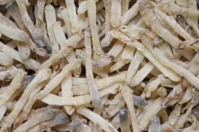 湛江沙蟲(chóng)干的價(jià)格，總體價(jià)格為500-800元左右/斤
