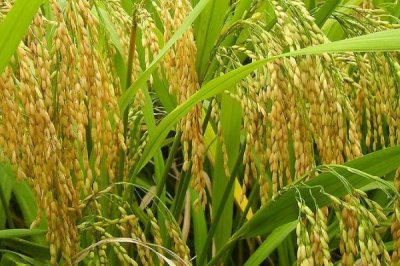 郢兩優(yōu)258水稻品種簡介，播種前宜用咪鮮胺浸種