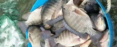 羅非魚的價格，均價也就在10元/斤以內(nèi)