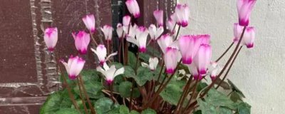 冬季養(yǎng)殖仙客來(lái)的注意事項(xiàng)，需及時(shí)移入室內(nèi)養(yǎng)殖