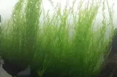 水草的養(yǎng)殖技術，養(yǎng)殖場所盡可能防止陽光照射