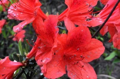 紅色杜鵑花的寓意，寓意愛的喜悅、繁榮幸福等