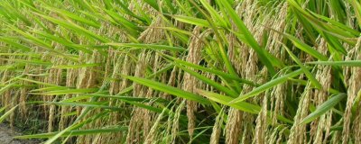 寧粳66號(hào)水稻種簡(jiǎn)介，屬晚熟品種