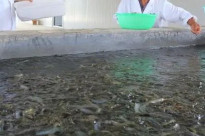 泥鰍養(yǎng)殖方法，培育池最好是土池