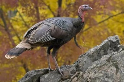 常見的家禽種類，一般是以卵、肉、羽毛等的生產(chǎn)為目的