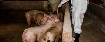 豬流感不吃食如何解決，可注射藥劑或改善飼料等