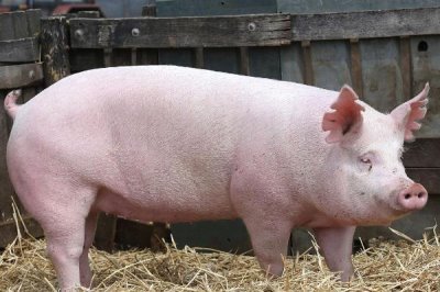 母豬如何催奶，可利用黃瓜、韭菜或者黃豆等食物催奶
