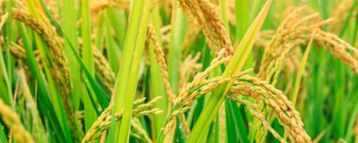 泰優(yōu)粵禾絲苗水稻種子簡介，該品種株型適中