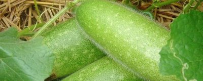 節(jié)瓜種植多久可收獲，根據種植時間決定