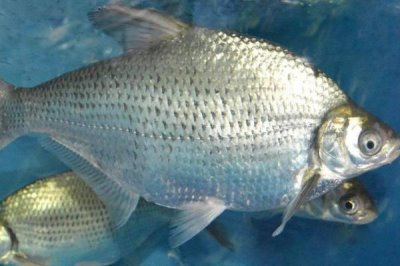 0.8號子線可以釣多大的魚，適合垂釣1-2斤的魚種
