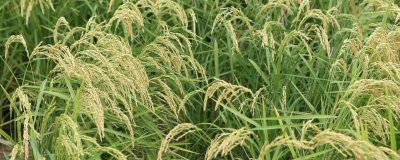 寧粳55號水稻種子介紹，屬晚熟品種