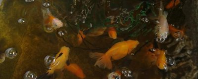 金魚要不要吃東西，只有吃東西才可以維持生命