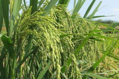 玖兩優(yōu)164水稻種子特征特性，每畝有效穗18.1萬