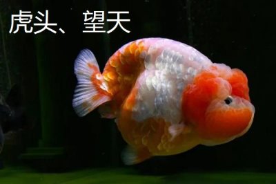 買金魚去哪里買，選擇正規(guī)的市場(chǎng)購(gòu)買較好