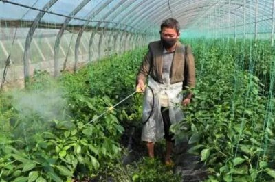 如何降低蔬菜種植中的農(nóng)藥殘留，減少農(nóng)藥使用量是關(guān)鍵