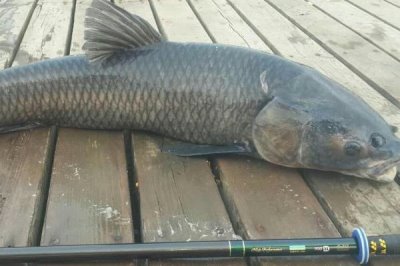 烏青魚是什么魚，實際上就是青魚