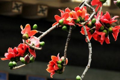 廣州市的市花，市花是一座城市的綠色名片
