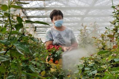 磷酸二氫鉀對花卉作用，可促進花卉根際微生物菌群生長繁殖