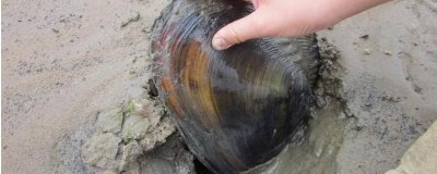 圓頂珠蚌的產(chǎn)地，主產(chǎn)于我國南北方地區(qū)的江河湖泊