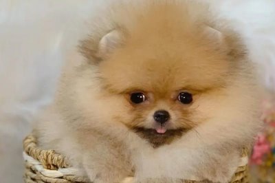 哈多利系博美犬的價格，價格在幾千元至幾萬元不等