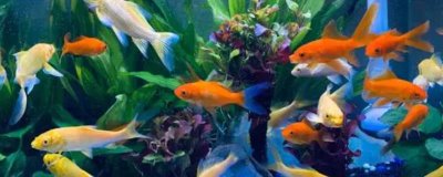 買金魚去哪里買，選擇正規(guī)的市場(chǎng)購(gòu)買較好