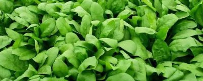秋天種植的蔬菜有哪些，包括菠菜、香菜、白菜、蘿卜等品種