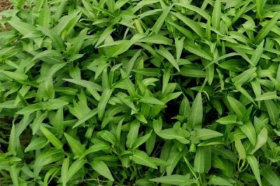 哪些蔬菜適合在夏天種植，包括豇豆、南瓜、絲瓜等品種