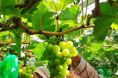 家里種葡萄寓意好嗎，寓意多福、多滿