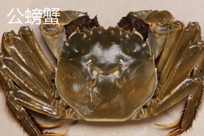 活蟹怎么保存時(shí)間長(zhǎng)，通常用水養(yǎng)起來(lái)比較好