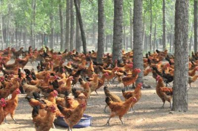 土雞的散養(yǎng)要點，一定要選擇好一點的雞苗
