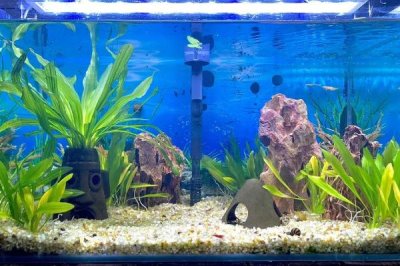白化黑龍劍尾異型魚好不好養(yǎng)，新手和老手均可飼養(yǎng)